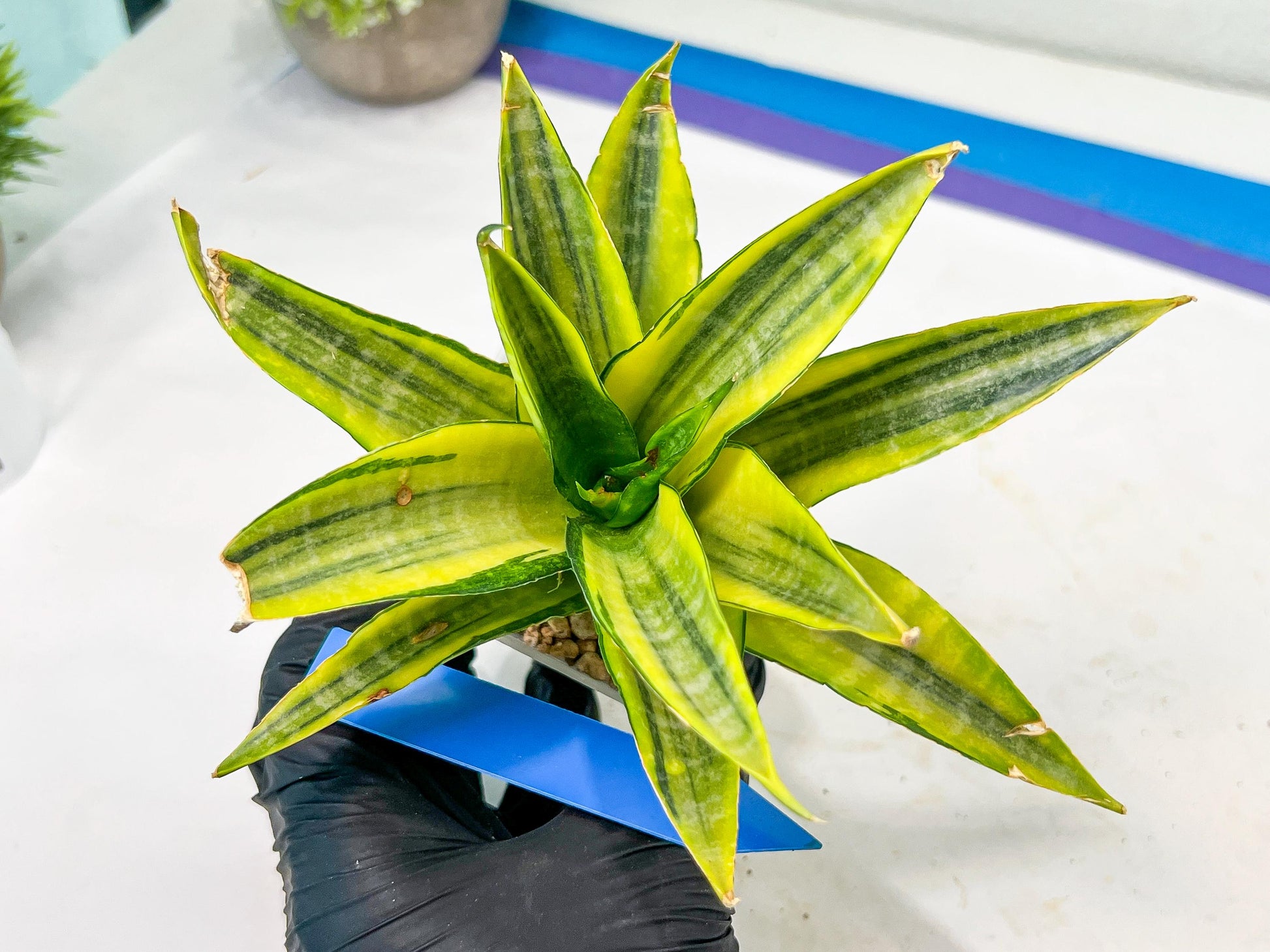 Sansevieria Cordova (#RA23) | Imported Plants | Rare Hybrid Species