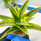 Sansevieria Cordova (#RA23) | Imported Plants | Rare Hybrid Species