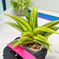 Sansevieria Cordova (#RA23) | Imported Plants | Rare Hybrid Species