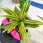 Sansevieria Cordova (#RA23) | Imported Plants | Rare Hybrid Species