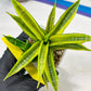 Sansevieria Cordova (#RA23) | Imported Plants | Rare Hybrid Species
