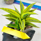 Sansevieria Cordova (#RA23) | Imported Plants | Rare Hybrid Species