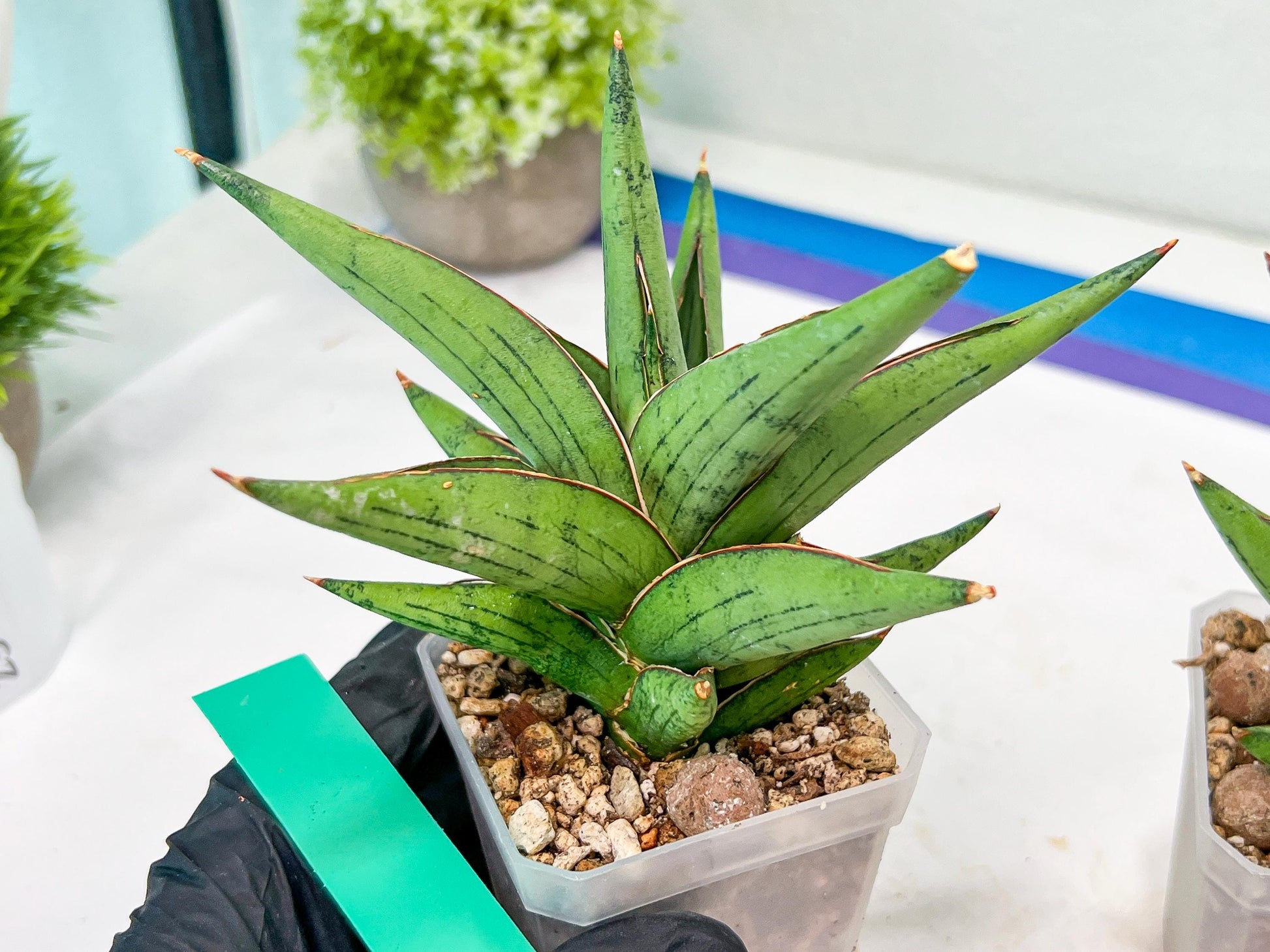 Sansevieria Nonlawee (#RA24) | Imported Snake Plants
