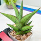 Sansevieria Nonlawee (#RA24) | Imported Snake Plants
