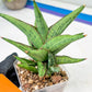 Sansevieria Nonlawee (#RA24) | Imported Snake Plants