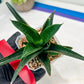 Sansevieria Boo (#RA26) | Imported Plants | Rare Hybrid Species