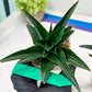 Sansevieria Boo (#RA26) | Imported Plants | Rare Hybrid Species