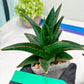 Sansevieria Boo (#RA26) | Imported Plants | Rare Hybrid Species