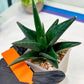 Sansevieria Boo (#RA26) | Imported Plants | Rare Hybrid Species