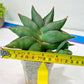 Sansevieria Noah's Ark (RA29) | Imported Plants | Rare Hybrid Species