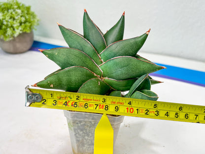 Sansevieria Noah's Ark (RA29) | Imported Plants | Rare Hybrid Species