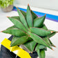 Sansevieria Noah's Ark (RA29) | Imported Plants | Rare Hybrid Species