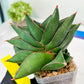 Sansevieria Noah's Ark (RA29) | Imported Plants | Rare Hybrid Species