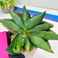 Sansevieria Noah's Ark (RA29) | Imported Plants | Rare Hybrid Species