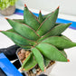 Sansevieria Noah's Ark (RA29) | Imported Plants | Rare Hybrid Species