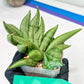 Sansevieria Meedee Mutant (B2) | Imported Plants | Rare Hybrid Species