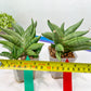 Sansevieria Meedee Mutant (B2) | Imported Plants | Rare Hybrid Species