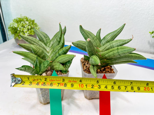 Sansevieria Meedee Mutant (B2) | Imported Plants | Rare Hybrid Species
