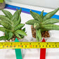 Sansevieria Meedee Mutant (B2) | Imported Plants | Rare Hybrid Species