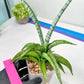 Sansevieria Dancing Lady (#A1) | Imported House Plants