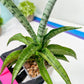 Sansevieria Dancing Lady (#A1) | Imported House Plants