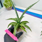 Sansevieria Dancing Lady (#A1) | Imported House Plants