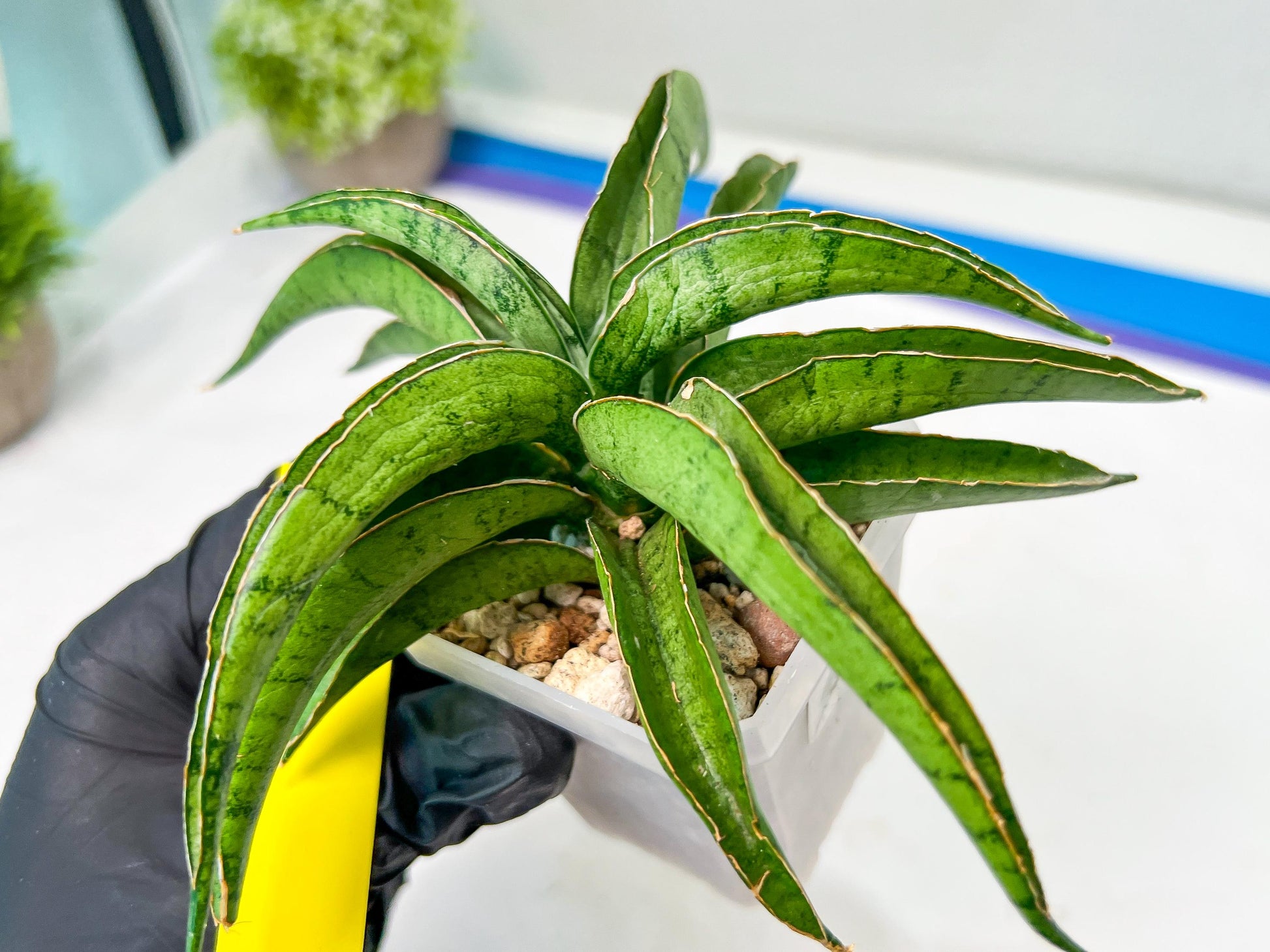 Sansevieria Dancing Lady (#A1) | Imported House Plants