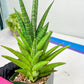 Sansevieria RockMan XL (#B1) | Rare Hybrid Species