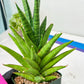 Sansevieria RockMan XL (#B1) | Rare Hybrid Species