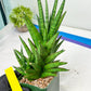 Sansevieria RockMan XL (#B1) | Rare Hybrid Species