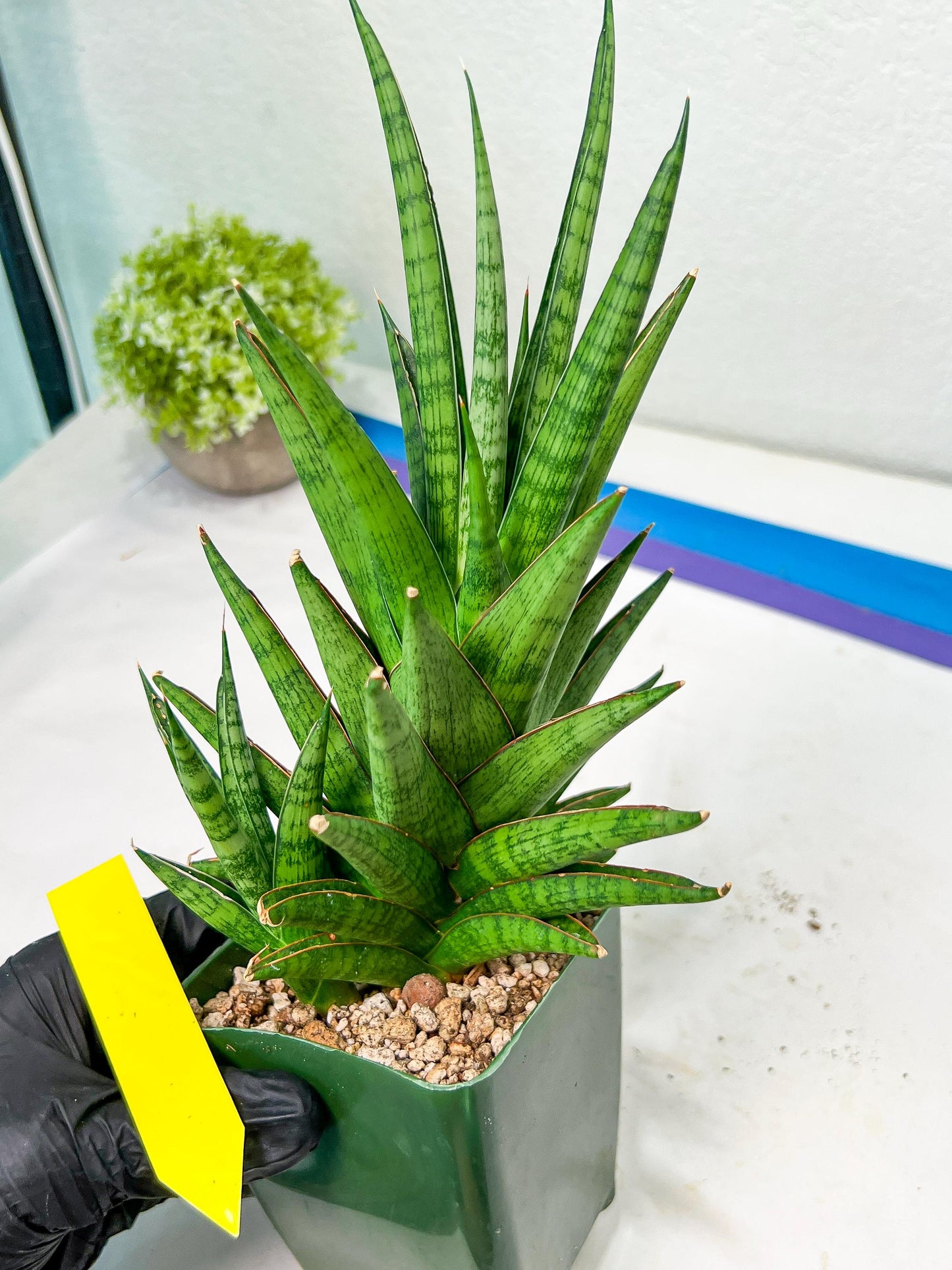 Sansevieria RockMan XL (#B1) | Rare Hybrid Species