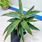 Sansevieria Variegated Blue Leaf