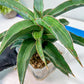 Sansevieria Variegated Blue Leaf