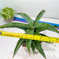 Sansevieria Variegated Blue Leaf