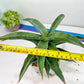 Sansevieria Variegated Blue Leaf