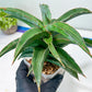 Sansevieria Variegated Blue Leaf