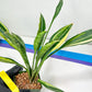 Sansevieria Sudwala Caves Variegated | Rare Impoted Plants