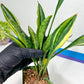 Sansevieria Sudwala Caves Variegated | Rare Impoted Plants