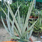 Sansevieria Thunder Stream (#A6) | Impoted Indoor plants