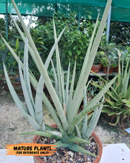 Sansevieria Thunder Stream (yy) (10) | rare Plant