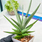 Sansevieria Thunder Stream (#A6) | Impoted Indoor plants