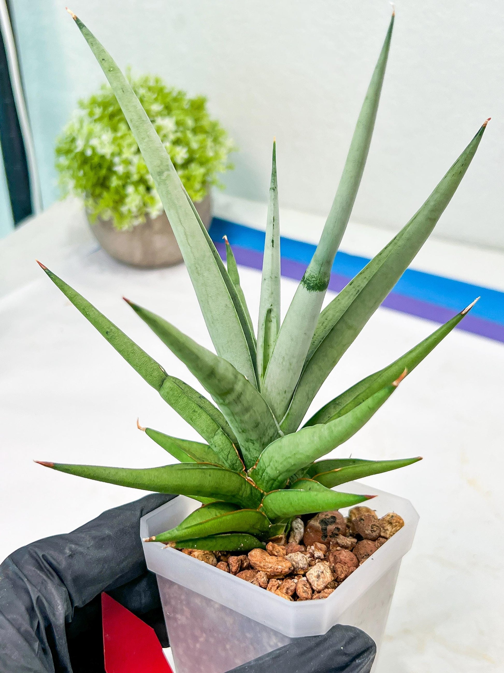 Sansevieria Thunder Stream (#A6) | Impoted Indoor plants