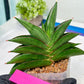 Sansevieria Emerald Wing (#A6) | Rare and Limited Amount