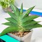 Sansevieria Emerald Wing (#A6) | Rare and Limited Amount