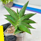 Sansevieria Emerald Wing (#A6) | Rare and Limited Amount