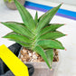 Sansevieria Emerald Wing (#A6) | Rare and Limited Amount