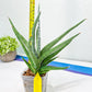 Sansevieria Quentin | Imported Plants | Rare Hybrid Species