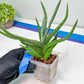 Sansevieria Quentin | Imported Plants | Rare Hybrid Species