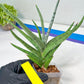Sansevieria Quentin | Imported Plants | Rare Hybrid Species
