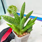 Sansevieria Mr. Hook Large (#C5) | Rare Imported House Plants
